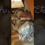 猫かわいい20