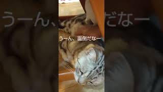 猫かわいい20