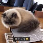 【猫の癒し動画】ドールハウス監視員の猫　#20