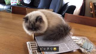 【猫の癒し動画】ドールハウス監視員の猫　#20