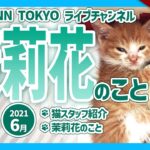 21/06/11② 浦和ベイビーズ配信再開です♪元気な子猫を上空からお楽しみください★保護猫カフェから生配信