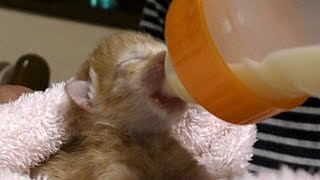 子猫保護赤ちゃん生まれたて　ミルクと排泄【3日目】鳴き声が可愛い