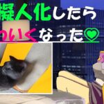 【猫さん面白画像】325💃お銀さんに変化が！Change in cat Ogin!