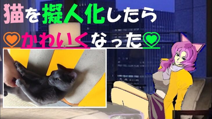 【猫さん面白画像】325💃お銀さんに変化が！Change in cat Ogin!