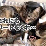 第46猫『未知なる力』〜ウチの犬と猫たちはこんな会話してるのかも劇場〜