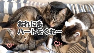 第46猫『未知なる力』〜ウチの犬と猫たちはこんな会話してるのかも劇場〜