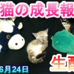 【カメラ生配信】子猫の成長報告！本日6月24日の最新かりんをリアルタイムでお届け。パペットマペットの子猫見守りカメラ生配信【保護】