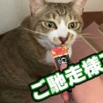 かわいい子猫が突然お家にやってきた－その時、先住猫達は・・・のガブの近況報告7