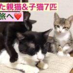 【※感動】親猫、子猫7匹を保護して約3ヶ月が経ち、全匹里親様のところに譲渡が終わりました‼︎