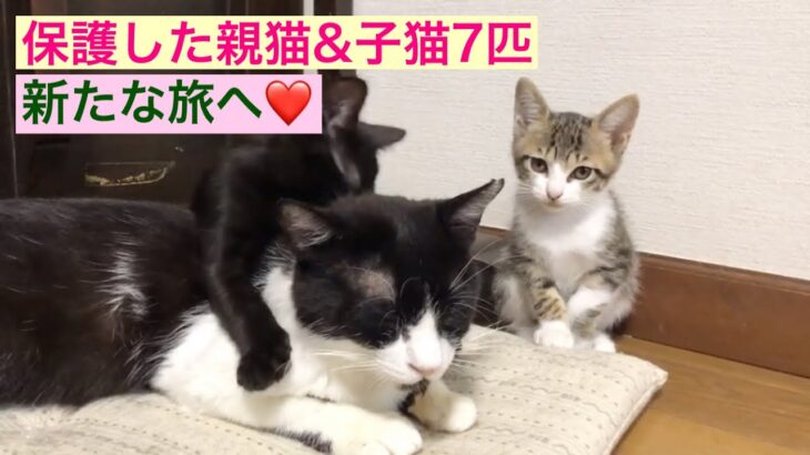 【※感動】親猫、子猫7匹を保護して約3ヶ月が経ち、全匹里親様のところに譲渡が終わりました‼︎