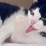 猫様のグルーミングとBGM  Cat grooming and background music　#️⃣猫#️⃣グルーミング#️⃣癒し#鯉めのう猫動画