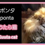 猫。猫のポンタ。飼い主の枕でぐうたらする可愛い猫。Guuta cat。の姿がこちらです。