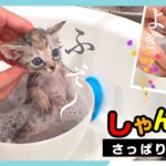 【子猫のシャンプー】ミニタライでウットリ♪★〈保護猫〉～Kitten growth record～