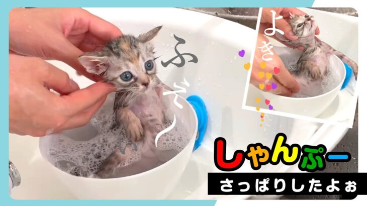 【子猫のシャンプー】ミニタライでウットリ♪★〈保護猫〉～Kitten growth record～