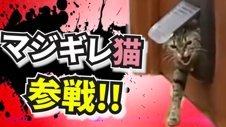 爆笑おもしろネコ🐱🐱🐱全員参戦!!　Part10