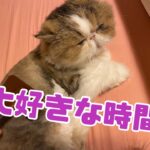 【癒し】勝手にブラッシング 【猫】 brushing my cat