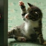猫のかわいくておもしろいハプニング動画集part11【海外猫動画】