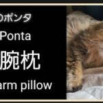 猫。猫のポンタ。腕枕してパパとじゃれあう。play with arm pillow dad。の姿がこちらです。