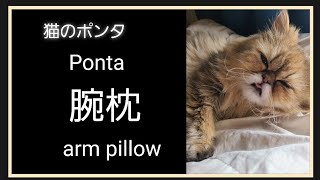 猫。猫のポンタ。腕枕してパパとじゃれあう。play with arm pillow dad。の姿がこちらです。