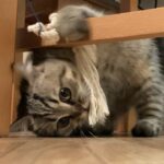 子猫が目を怪我しちゃったので別々に遊んでもらいました。