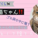 【保護猫】【生い立ち】ゴミとして出された猫の生い立ち