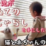 【猫と赤ちゃんの日常】初めての猫じゃらし【癒し系動画】