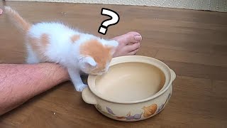 子猫２匹に初めて土鍋を与えて観察したら可愛すぎる。