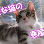 天使と悪魔の顔を持つ猫　＃８