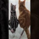 【外が気になる子猫②】先輩ネコの決意