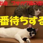順番待ちする猫たち【ブサカワ猫の癒し動画】