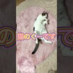 【猫動画】猫の癒し動画　寝顔が超可愛い💕