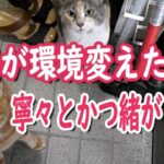 猫白血病のかつ緒　自宅改修工事で思わぬハプニング続出