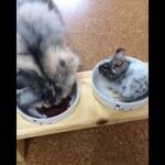 【猫とデグーの癒し動画】親子のような猫とデグー