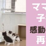 【子猫保護】ママ猫と再会した子猫の行動が！！！