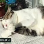 ベランダで毛繕いする猫【くーちゃん　癒し　神】