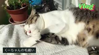 ベランダで毛繕いする猫【くーちゃん　癒し　神】