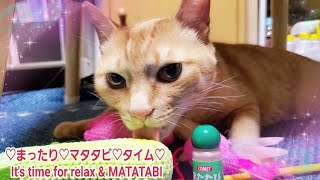 むぎっちゅ☆【癒しの猫動画】♡まったり♡マタタビ♡タイム♡で癒されてね♡