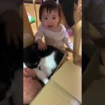 【イチニチイチネコ】　猫　癒し　やっとよしよしできたよ！！