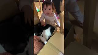 【イチニチイチネコ】　猫　癒し　やっとよしよしできたよ！！