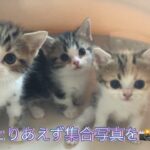 【子猫　マンチカン】子猫：愛兄弟、育児ルームからケージデビューです。三毛ちゃんの自由奔放な姿がかわいい❤️