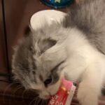 生まれて初めての「ちゅーる」に大興奮する子猫がかわいい！（食べ方もよく分かっていないｗ）