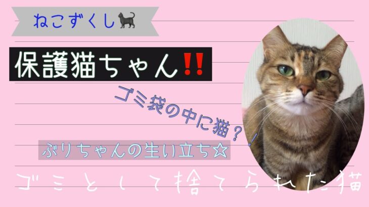 【保護猫】【生い立ち】ゴミとして出された猫の生い立ち