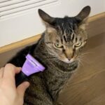 イカ耳がエグすぎる凶暴猫をブラッシングした結果…