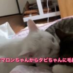 #猫#猫動画　マロタビってホント可愛い動画❤️