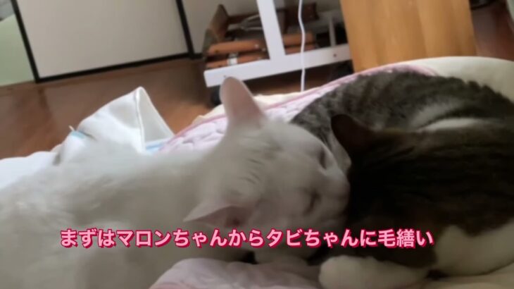 #猫#猫動画　マロタビってホント可愛い動画❤️