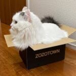 段ボールからはみでちゃう猫