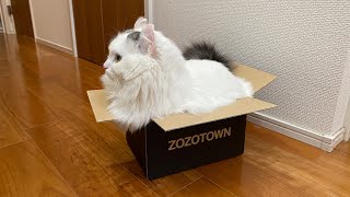 段ボールからはみでちゃう猫