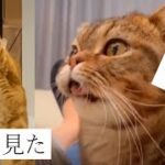 猫に癒されたら寝ろ#05