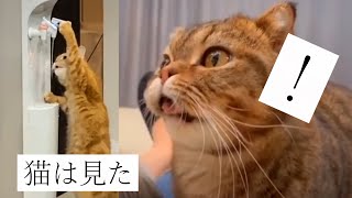 猫に癒されたら寝ろ#05