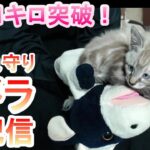 【カメラ生配信】子猫の体重1キロ突破記念！本日の最新かりんをウェブカメラでお届け。パペットマペットの子猫見守りカメラ生配信【保護】